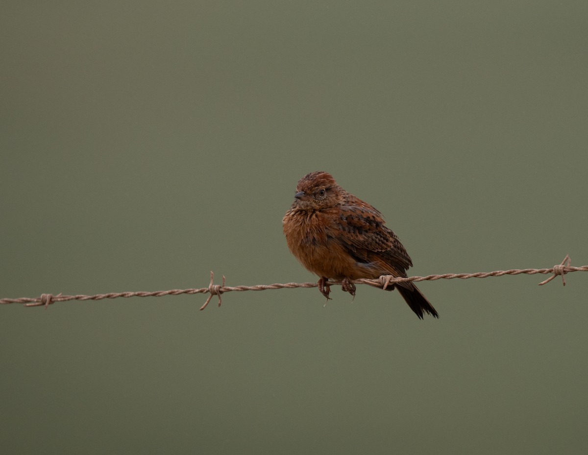 Cape Clapper Lark - ML646286076