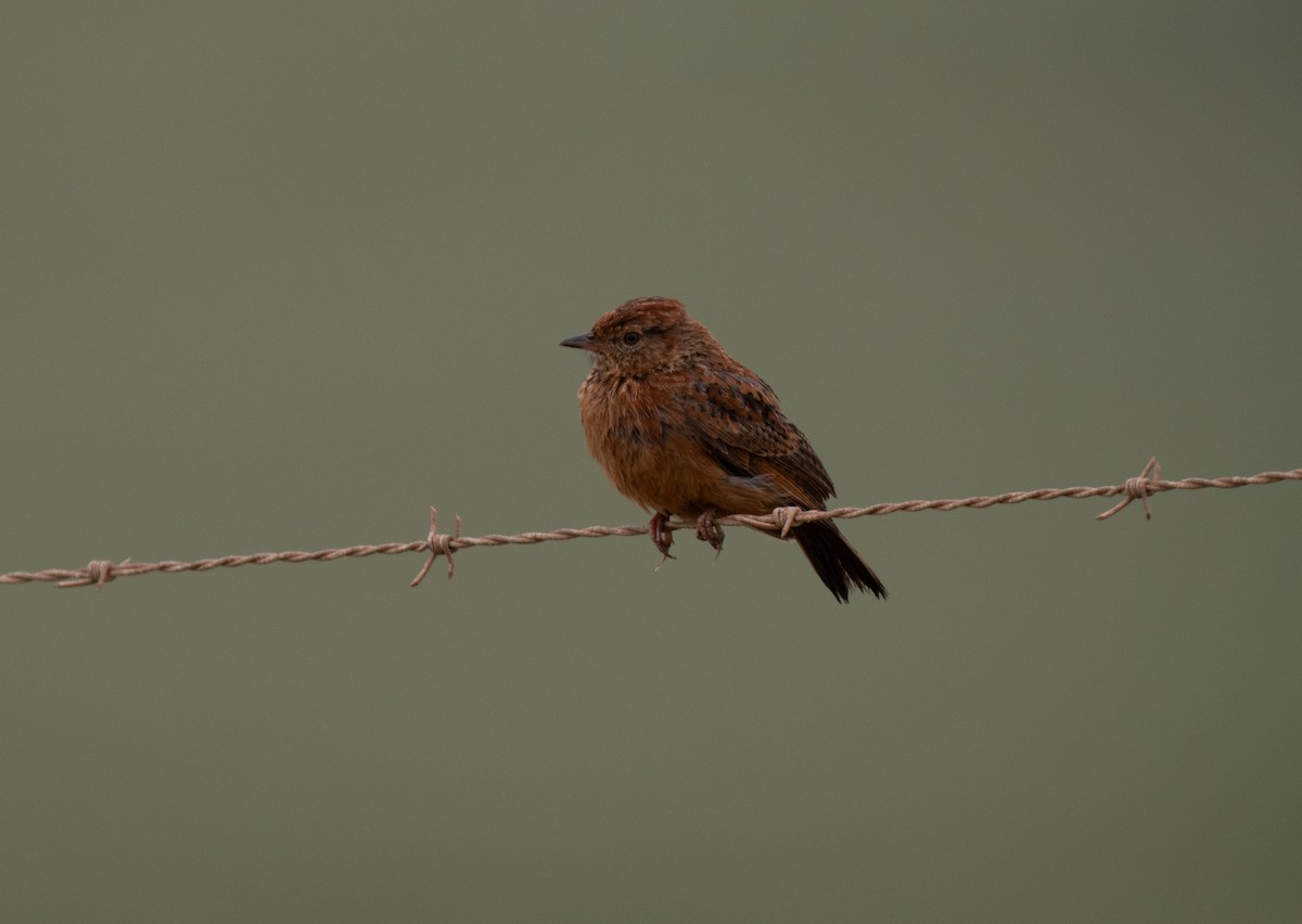 Cape Clapper Lark - ML646286078