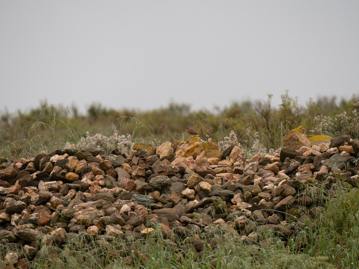 Cape Clapper Lark - ML646286080