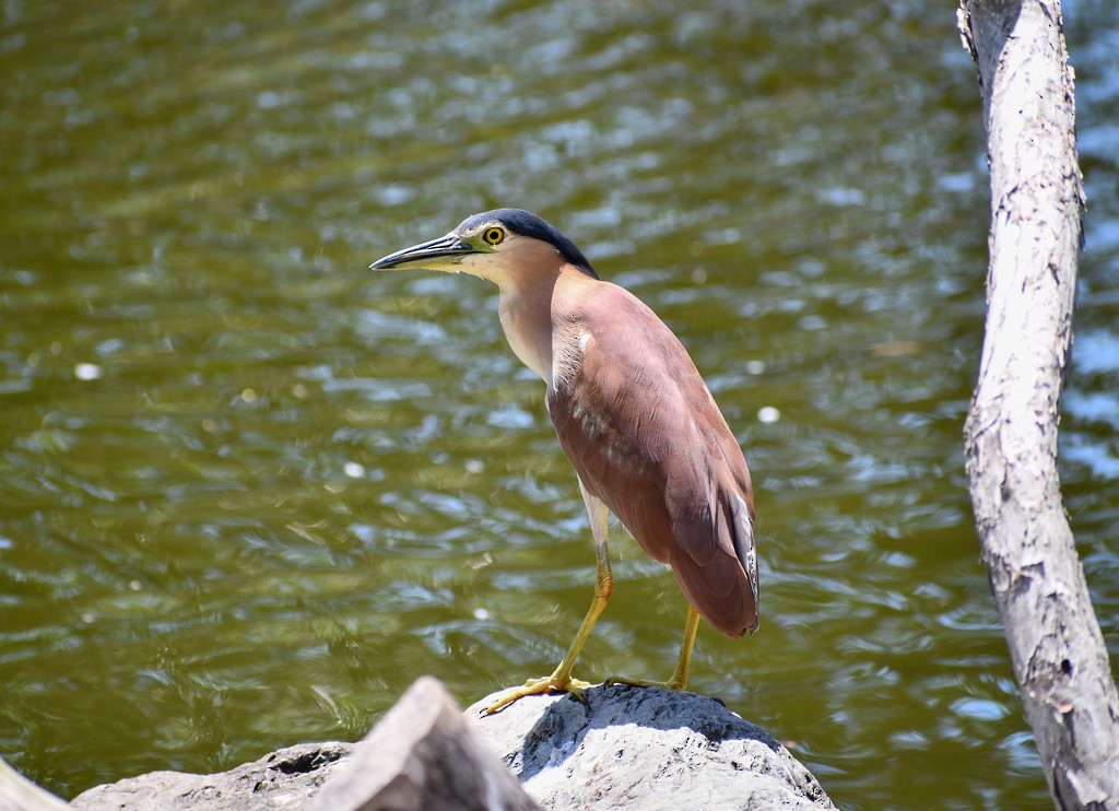 Nankeen Night Heron - ML646286084