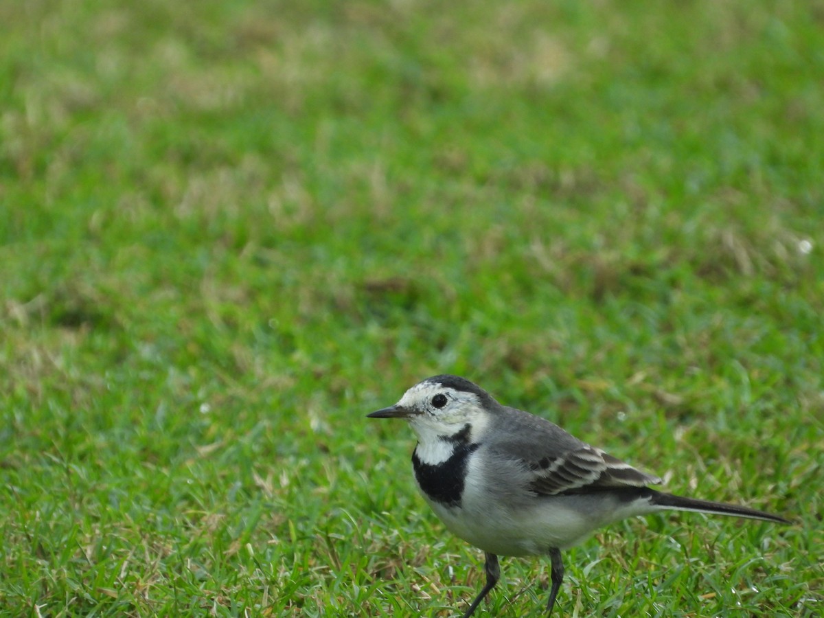 White Wagtail - ML646286085