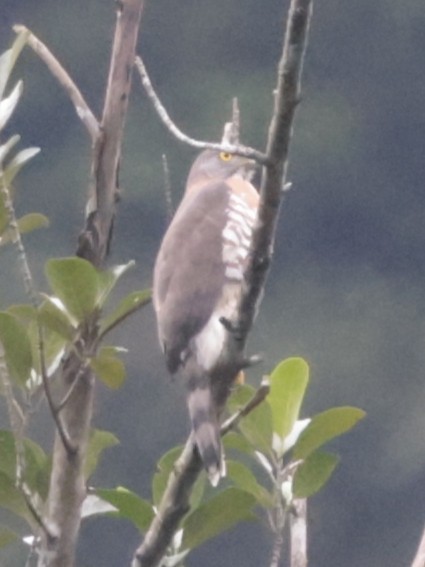 Crested Goshawk - ML646286093