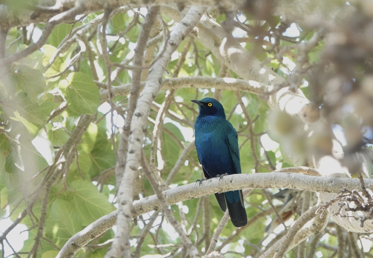 blåøreglansstær - ML646286096