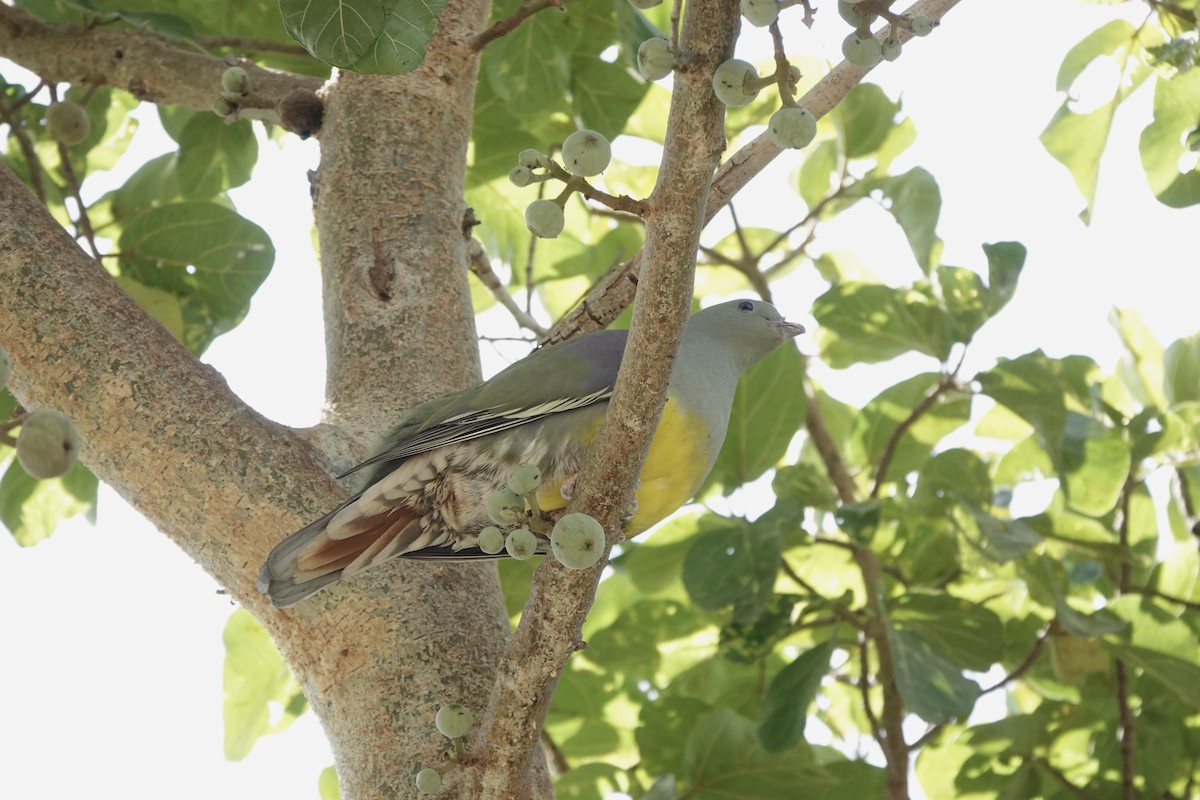 Bruce's Green-Pigeon - ML646286097