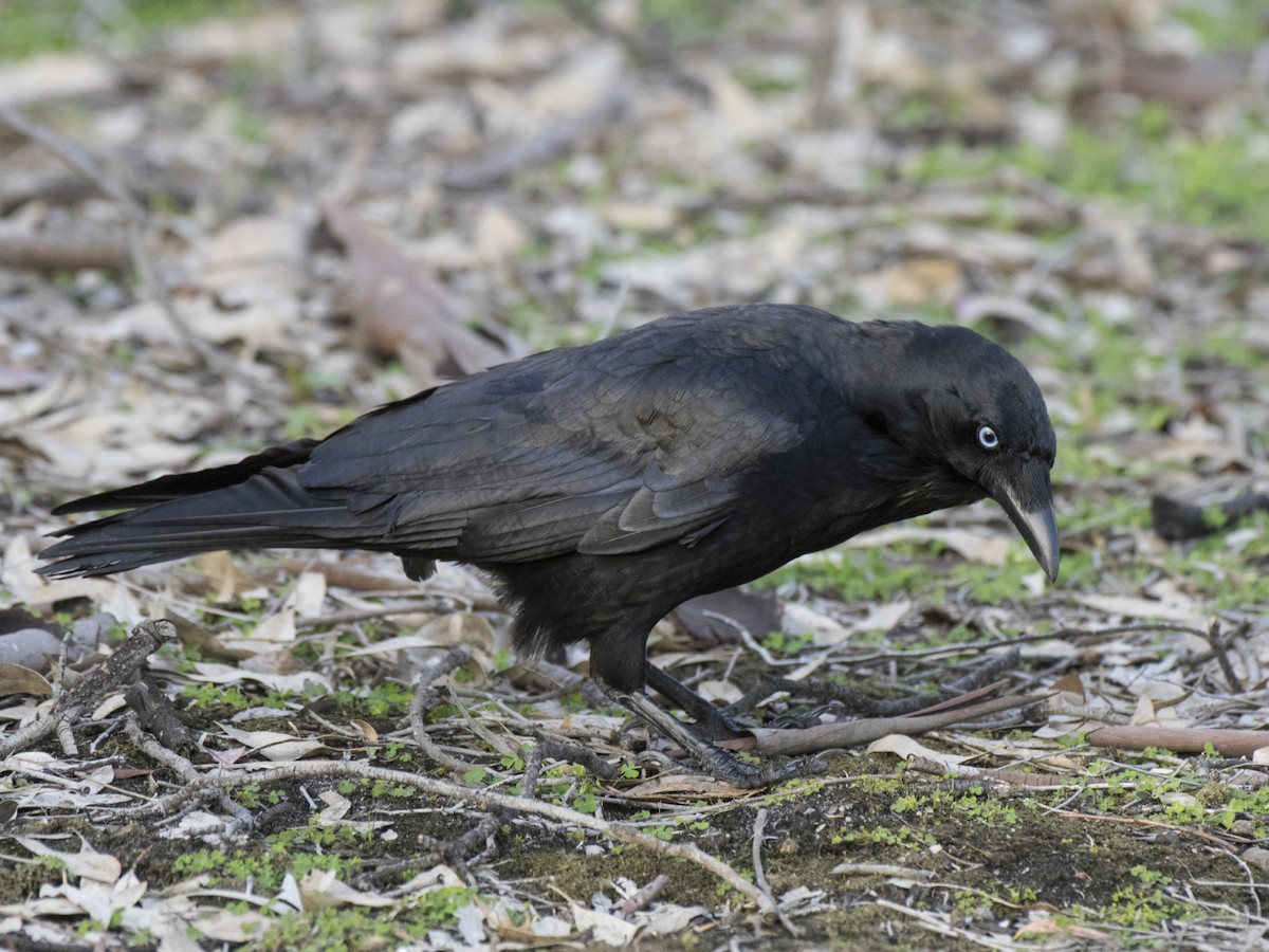 Petit Corbeau - ML646286098