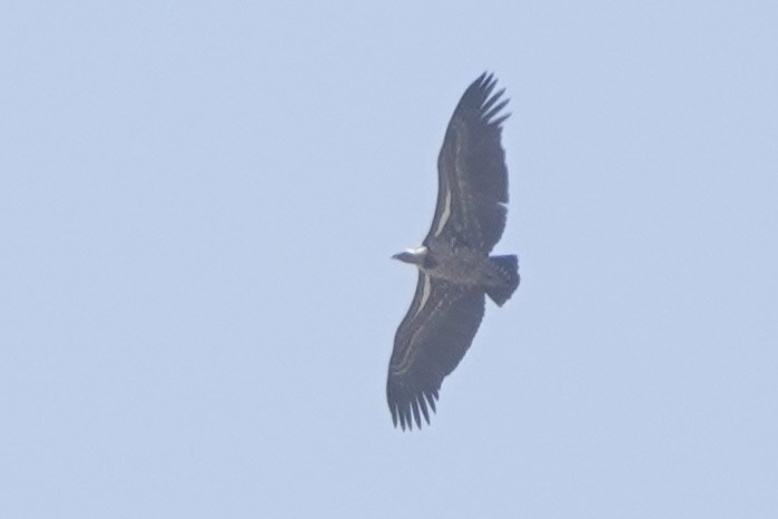 Buitre Dorsiblanco Africano - ML646286101