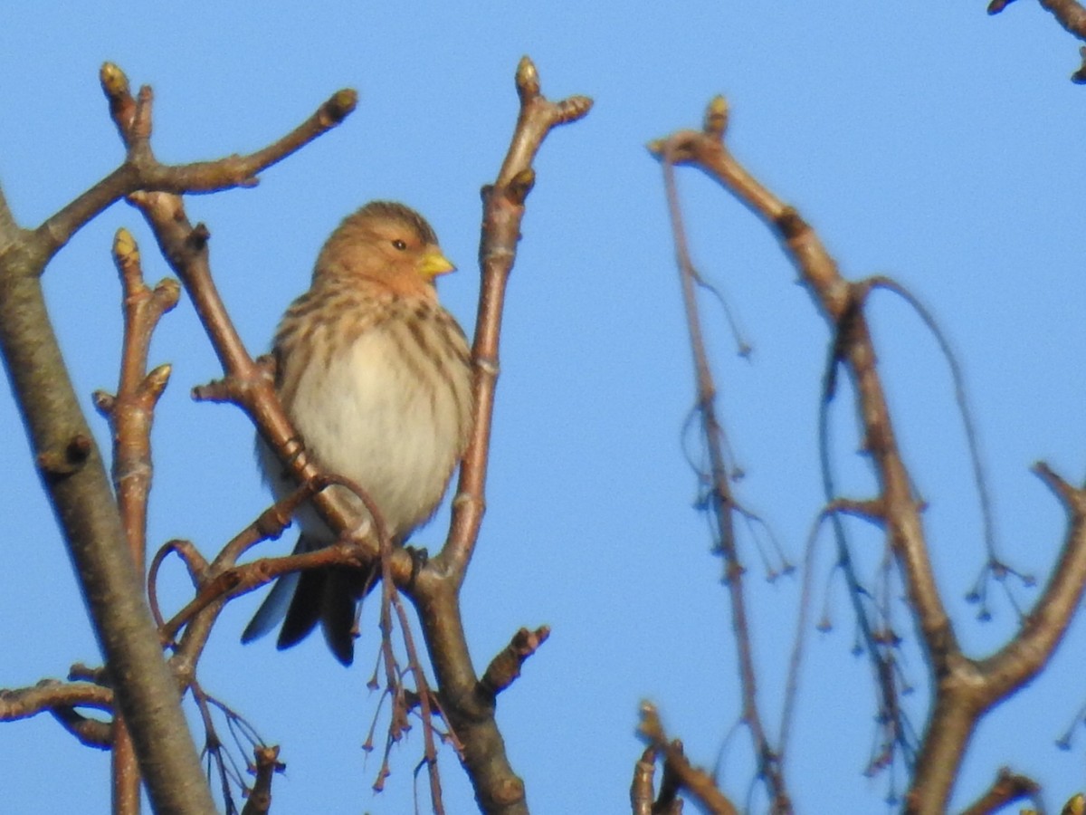 Twite - ML646286111