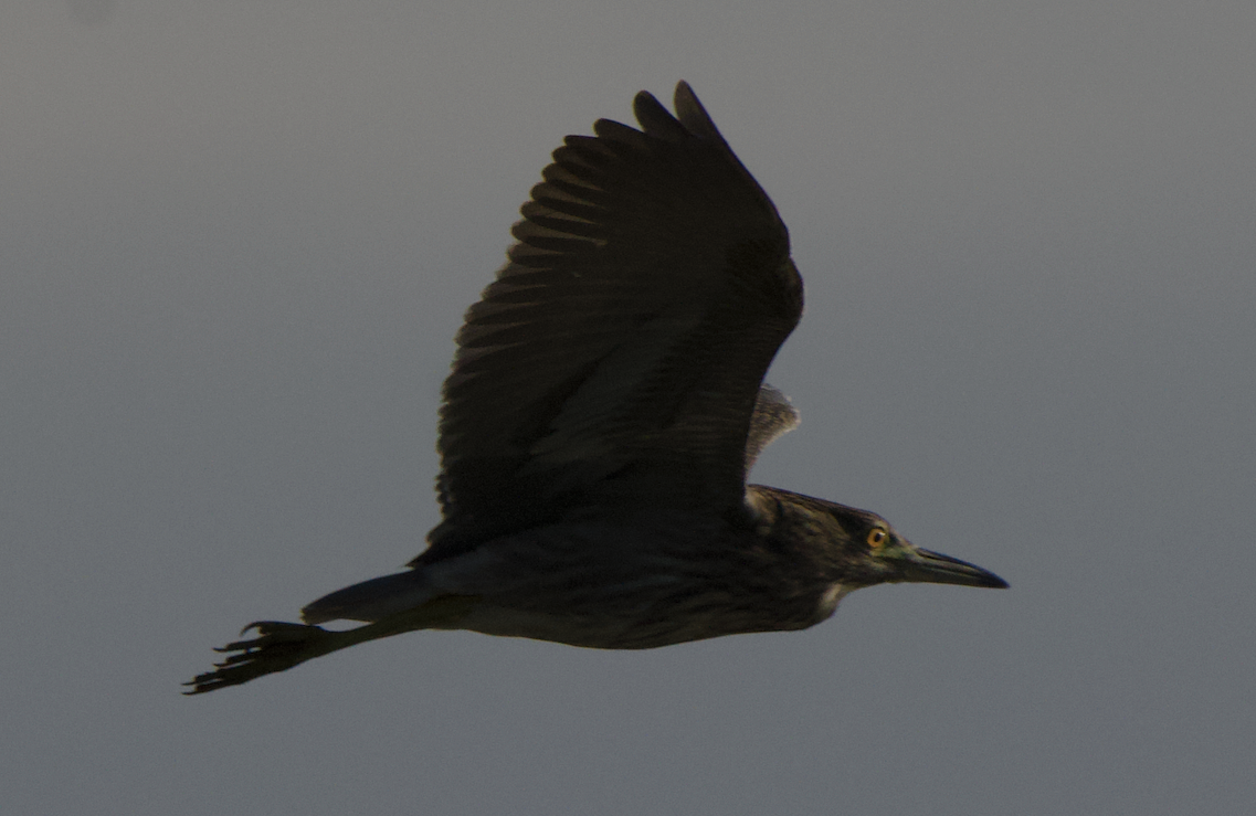 Nitticora - ML646286113