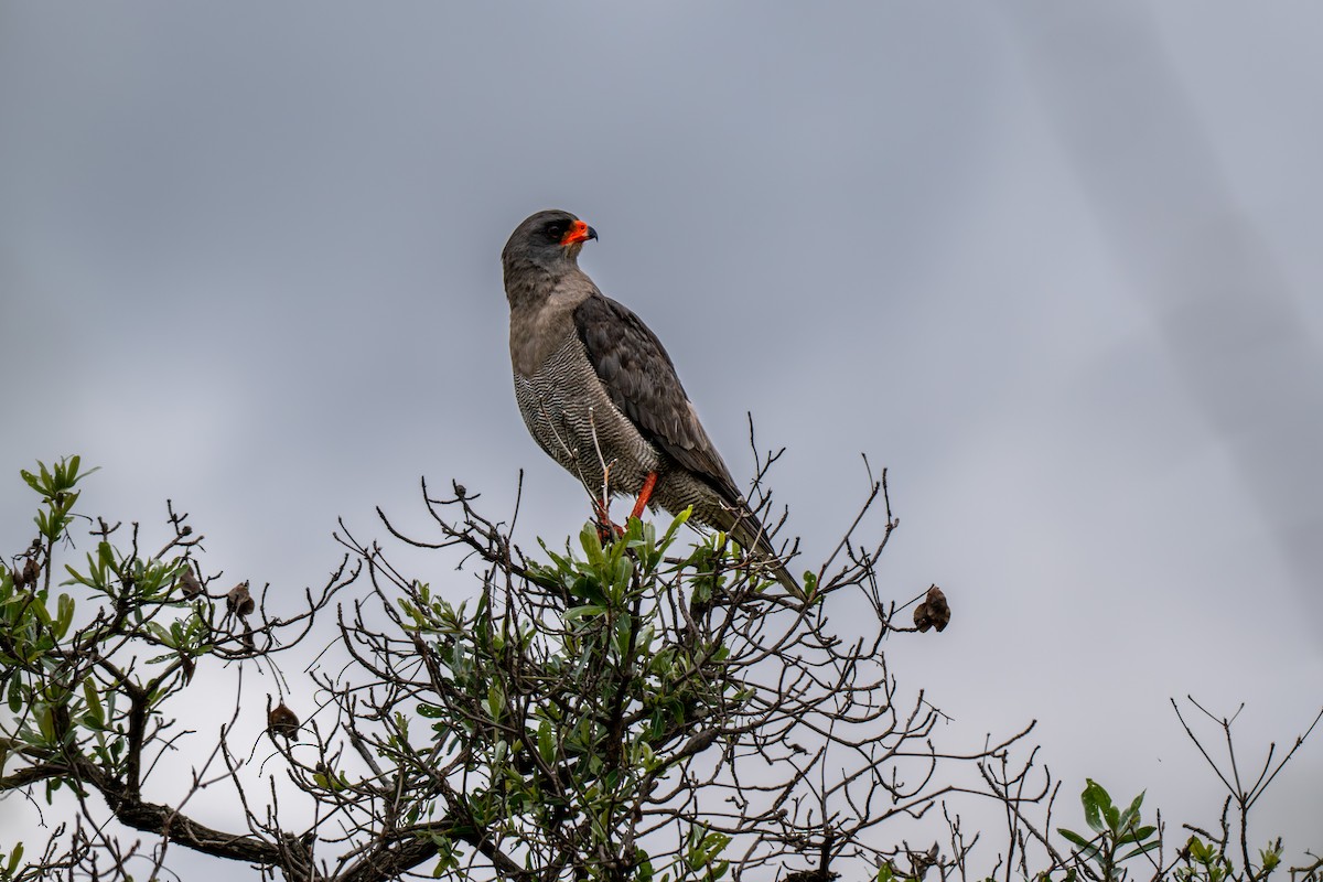 Dark Chanting-Goshawk - ML646286122