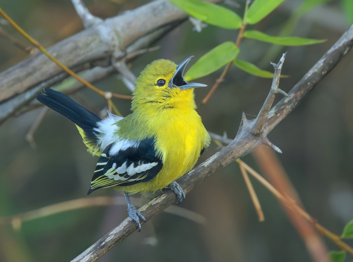Common Iora - ML646286123