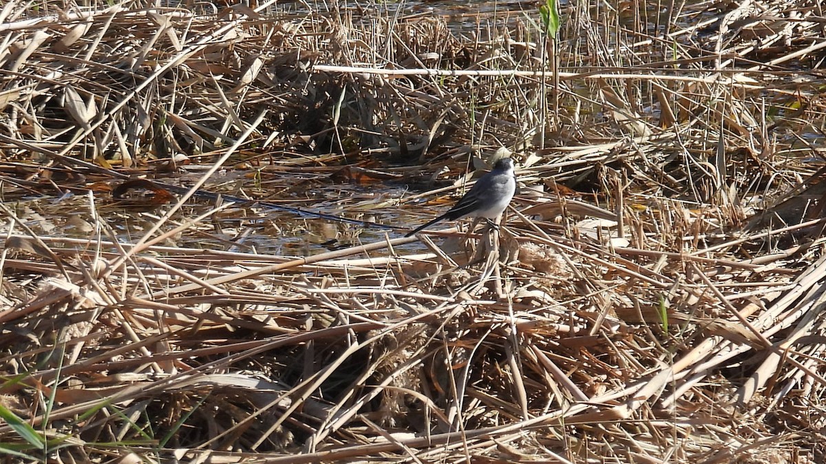 White Wagtail - ML646286124