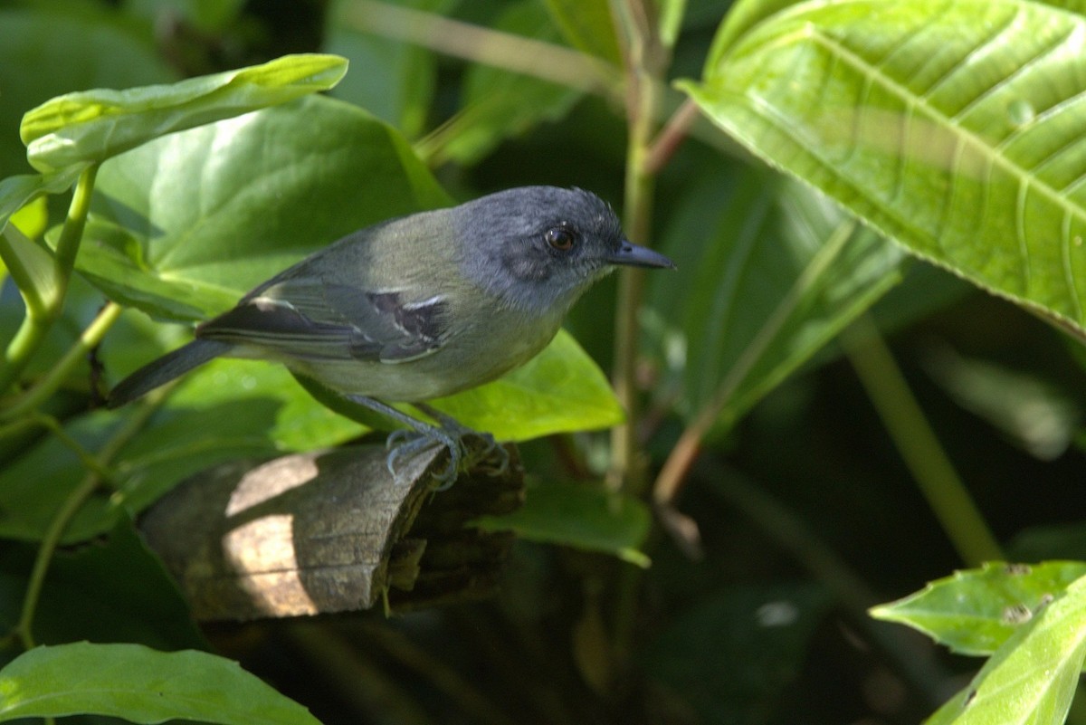 Plain Antvireo - ML646286128