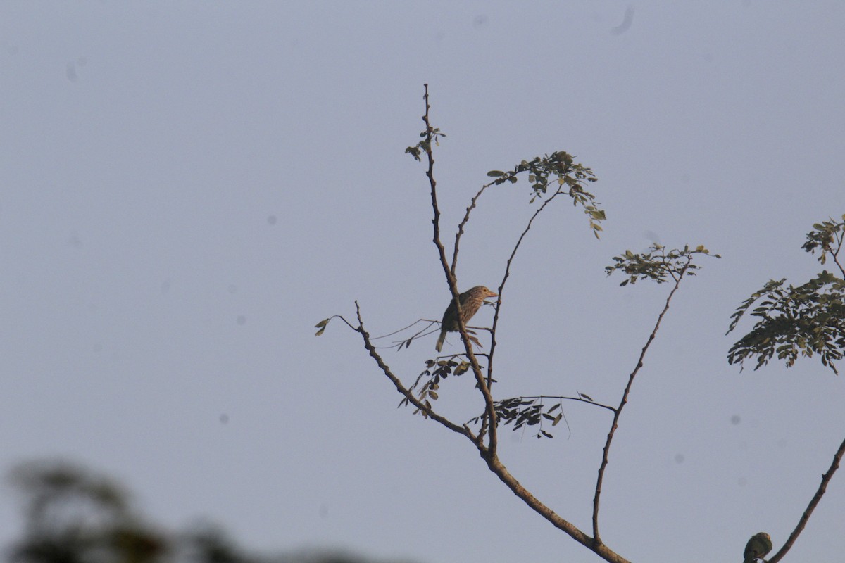 シロボシオオゴシキドリ - ML646286129