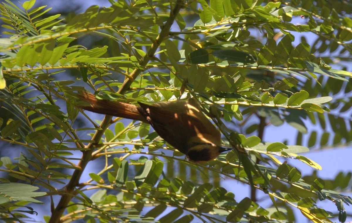 Buff-fronted Foliage-gleaner - ML646286135