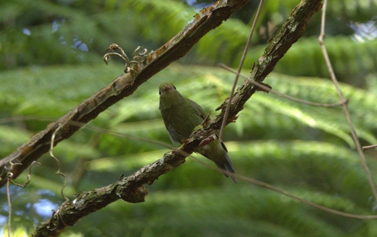 Swallow-tailed Manakin - ML646286137