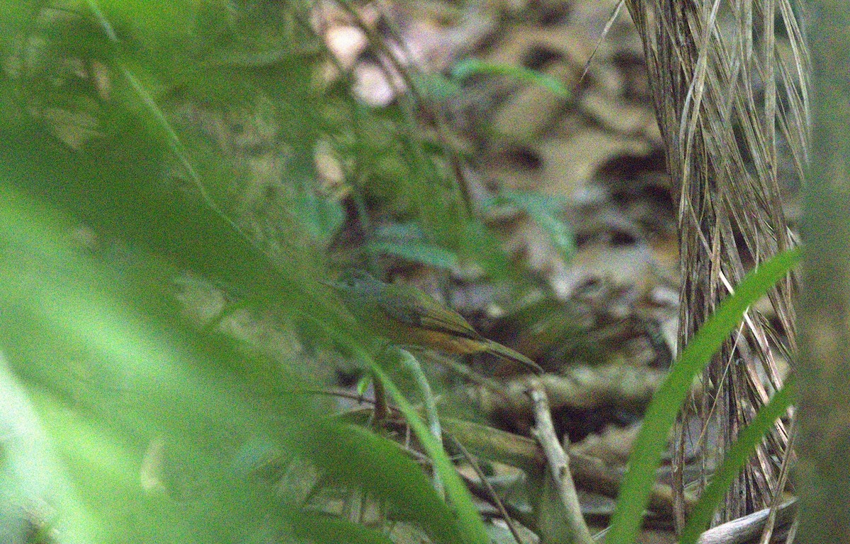 Gray-hooded Flycatcher - ML646286139