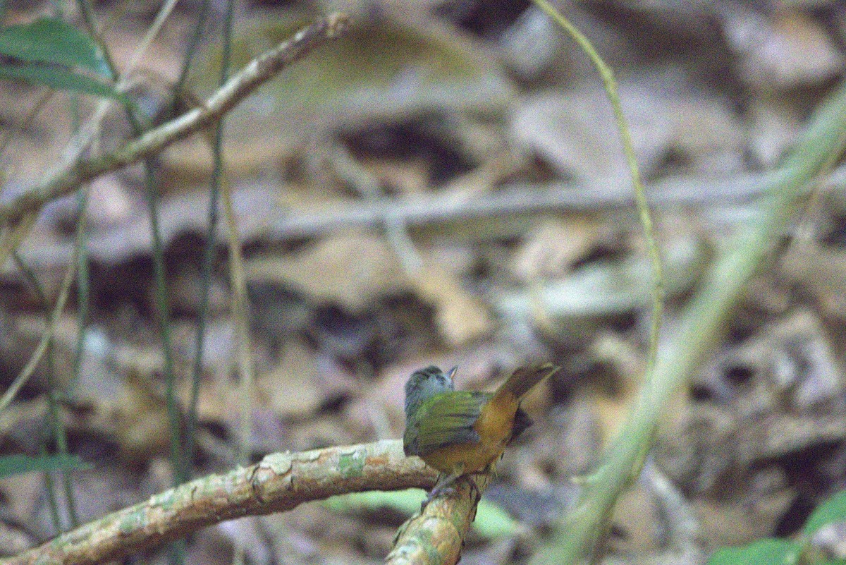 Gray-hooded Flycatcher - ML646286140