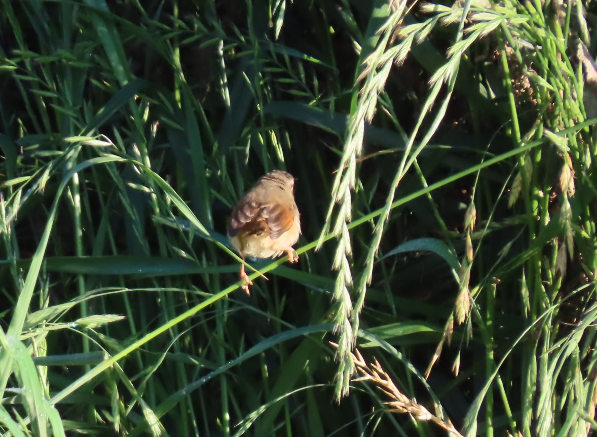 ヨーロッパヨシキリ - ML646286141