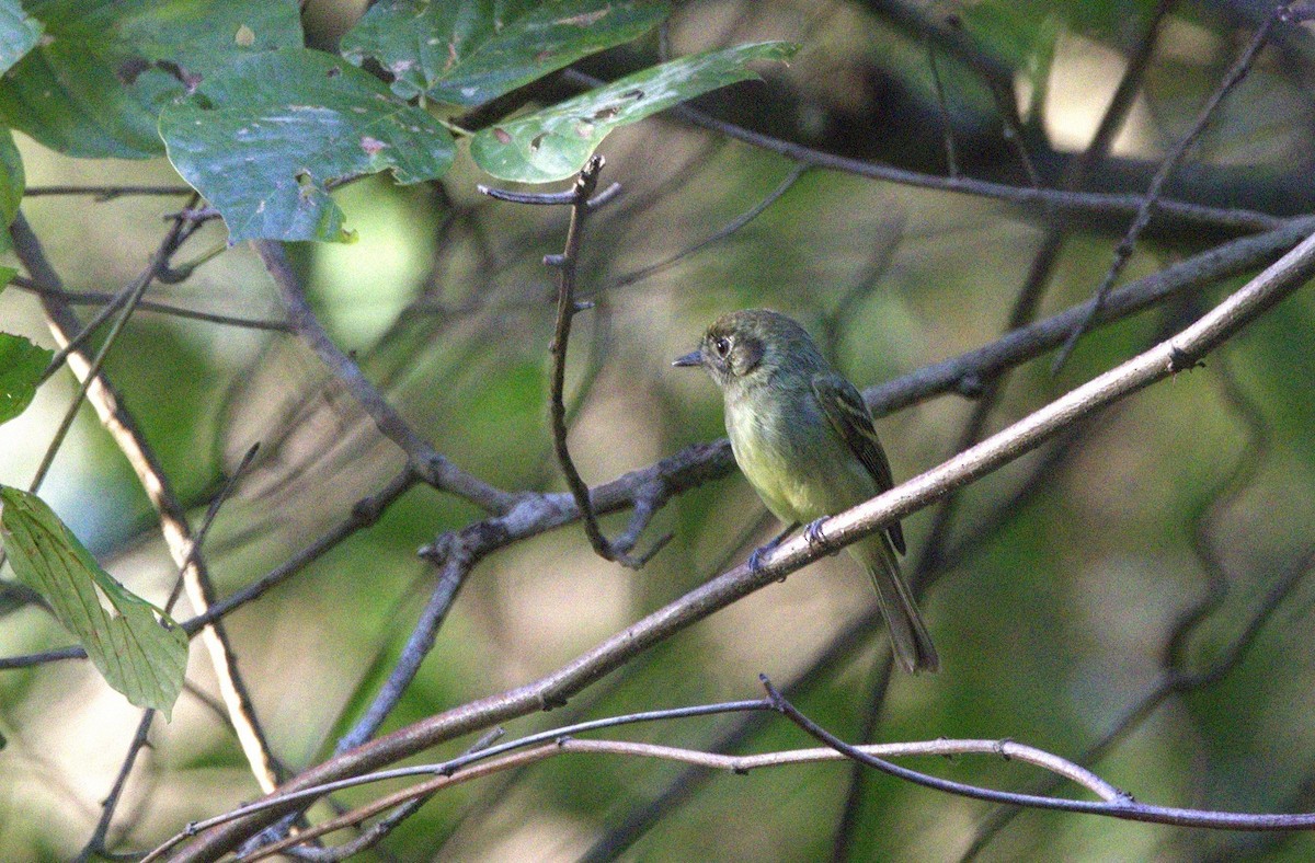 Sepia-capped Flycatcher - ML646286142
