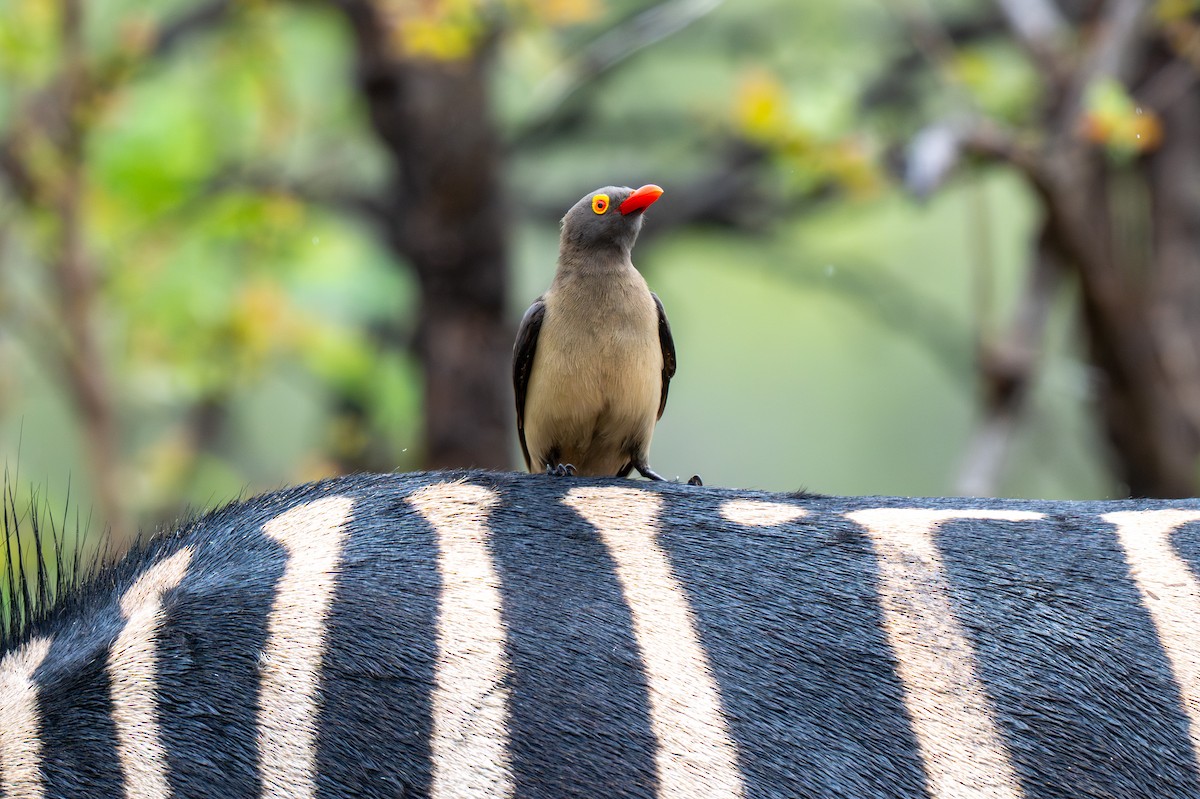 Red-billed Oxpecker - ML646286149