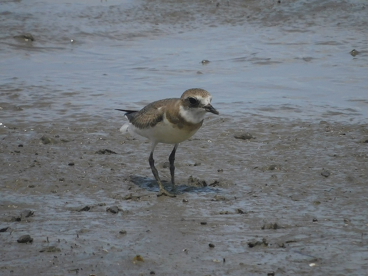 Siberian Sand-Plover - ML646286151