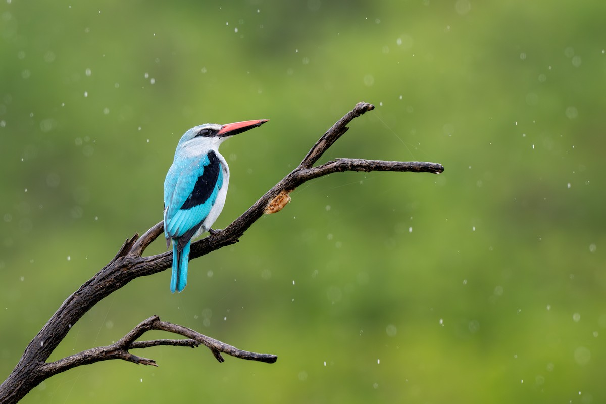Woodland Kingfisher - ML646286153