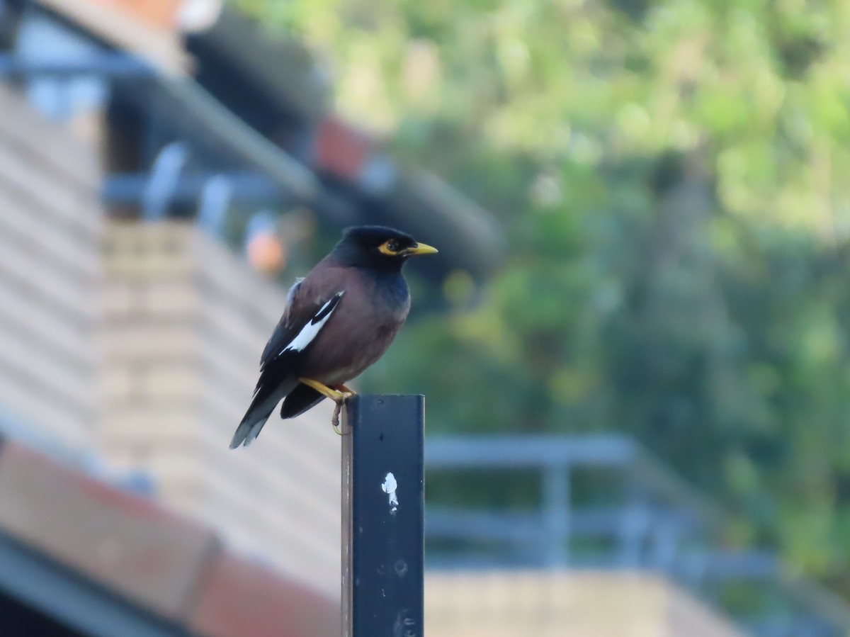 Common Myna - ML646286154