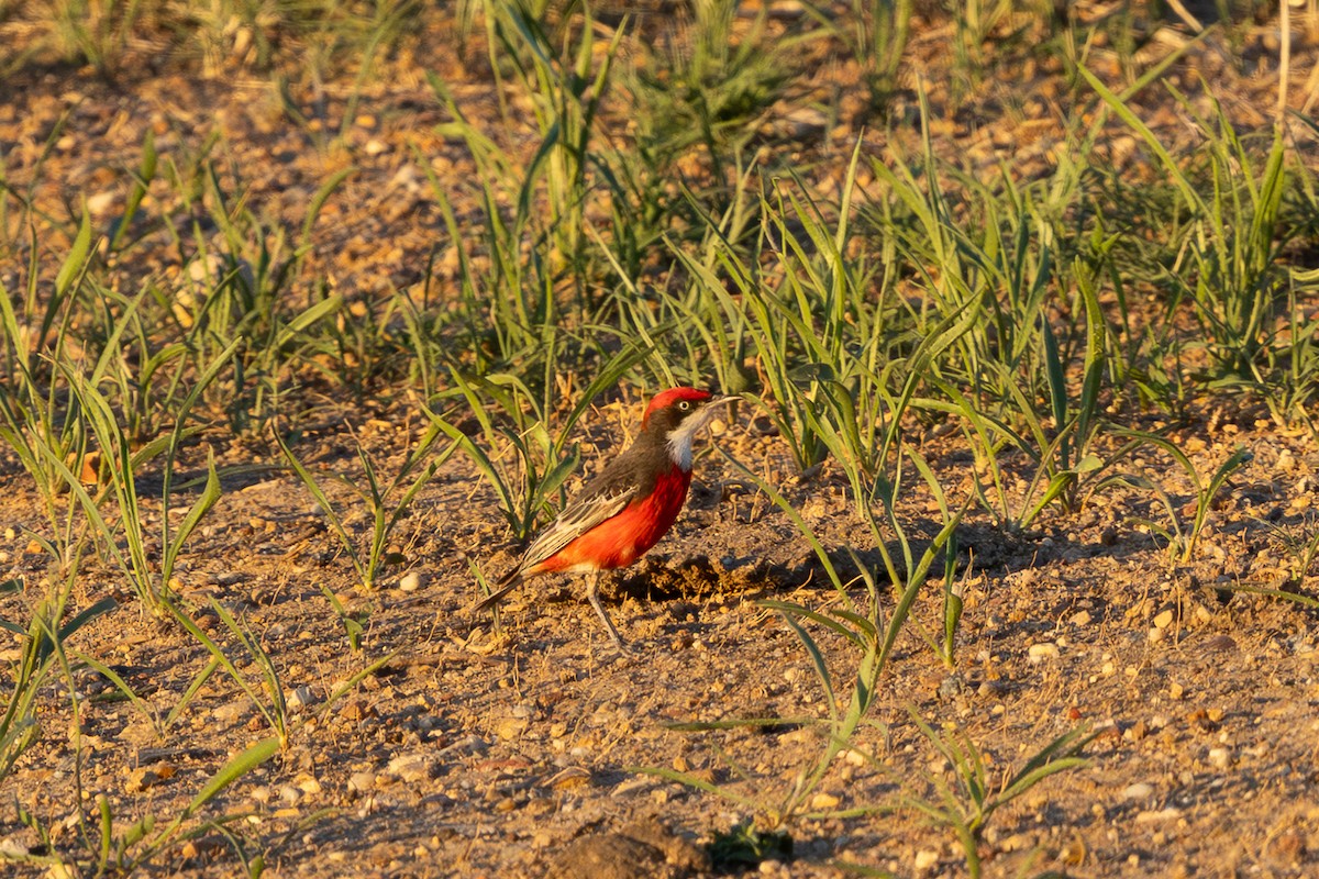 Crimson Chat - ML646286155