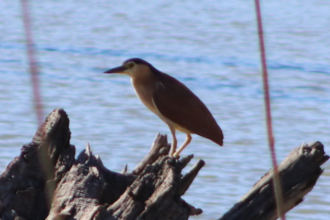 Nankeen Night Heron - ML646286160