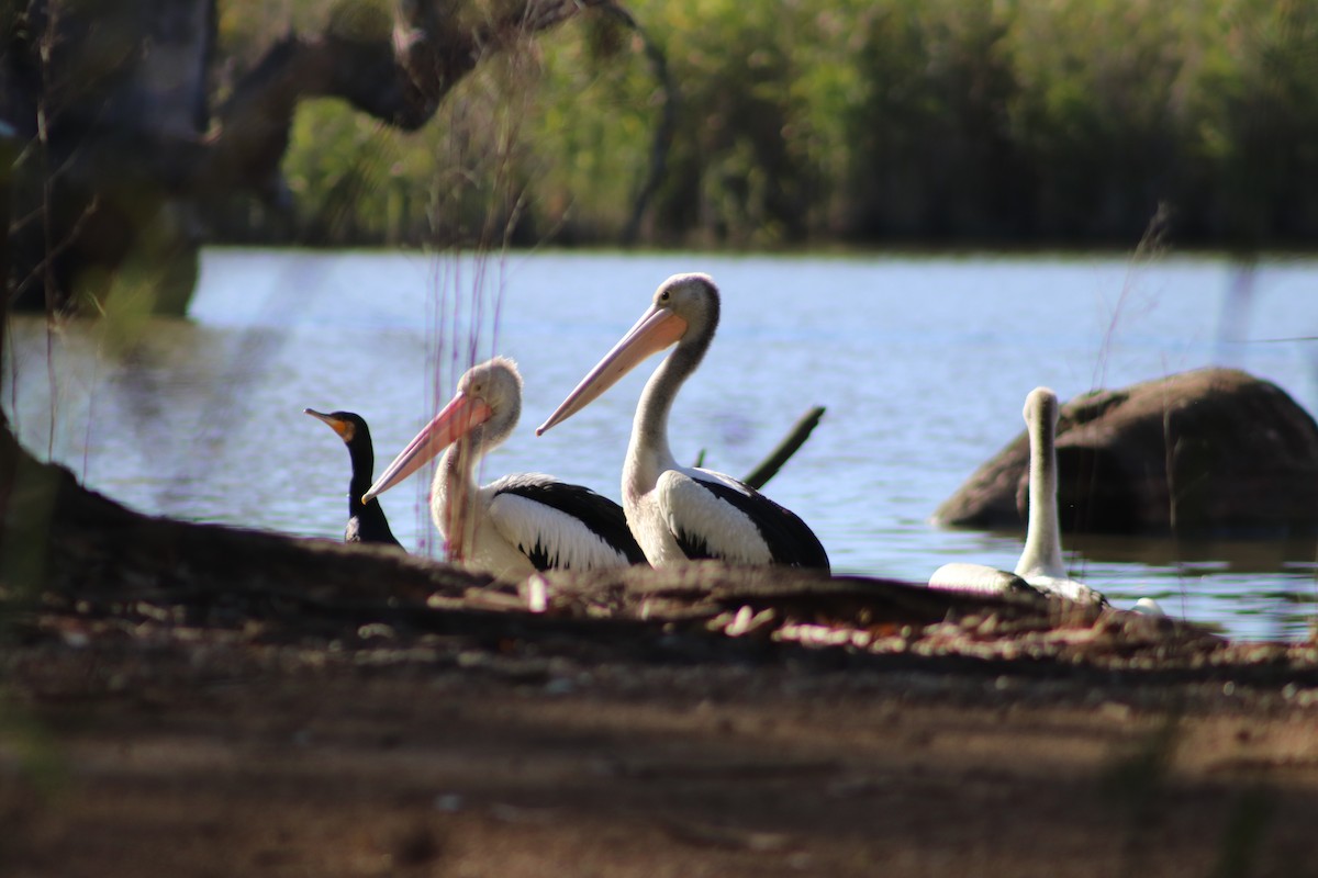 Australian Pelican - ML646286161
