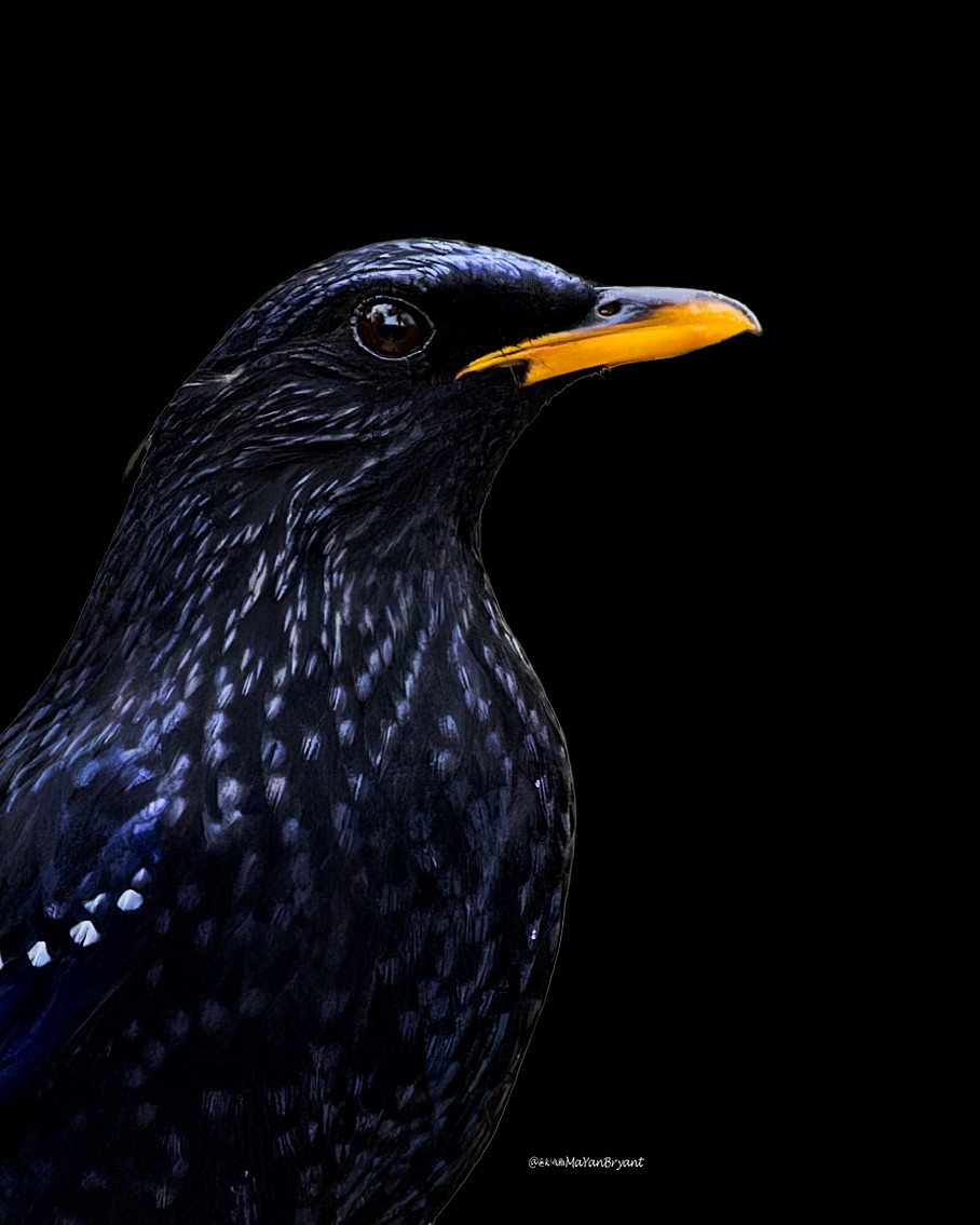 Blue Whistling-Thrush - ML646286162