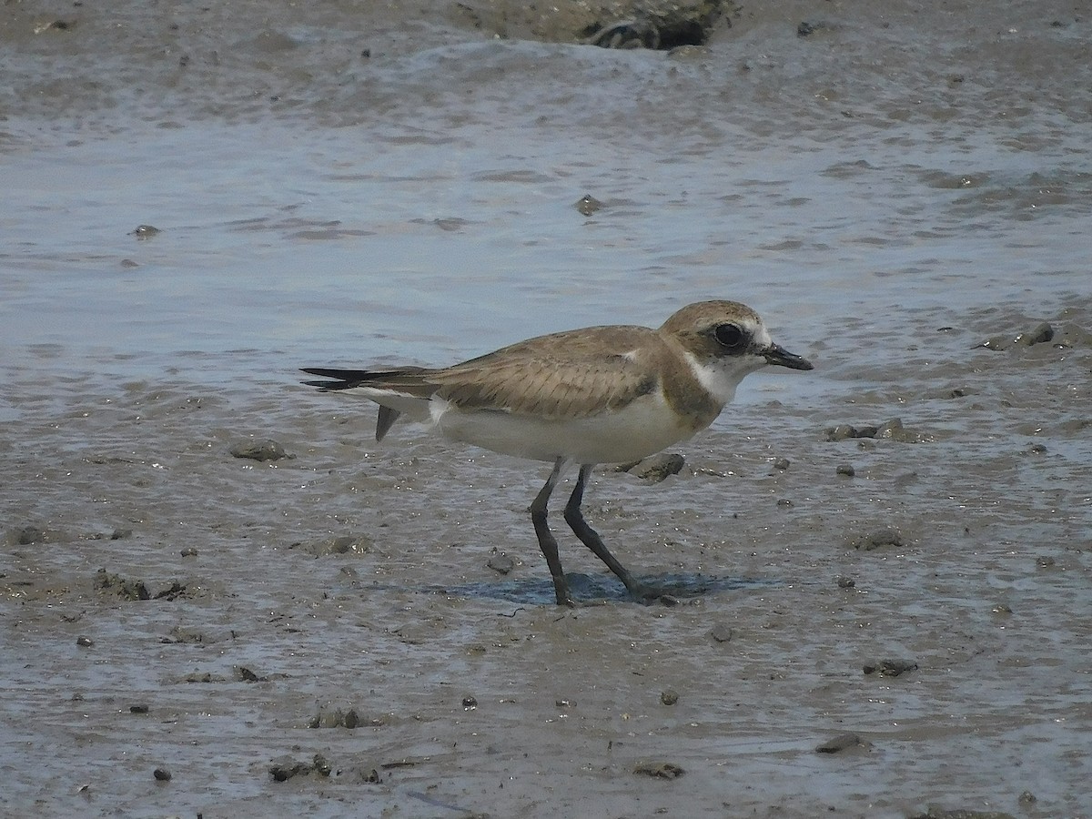 Siberian Sand-Plover - ML646286163