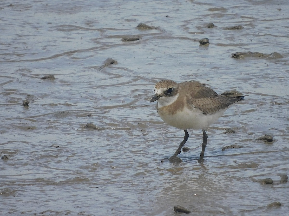Siberian Sand-Plover - ML646286164
