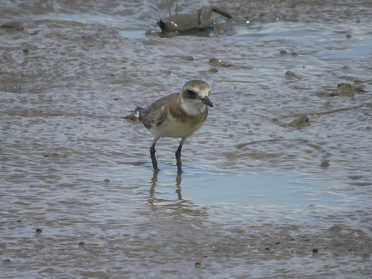 Siberian Sand-Plover - ML646286165