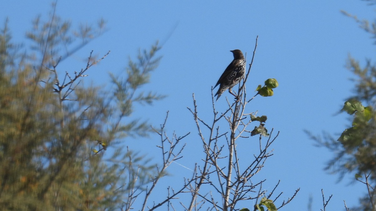 European Starling - ML646286169