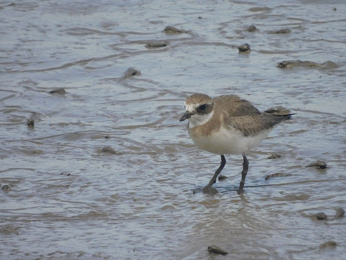 Siberian Sand-Plover - ML646286170