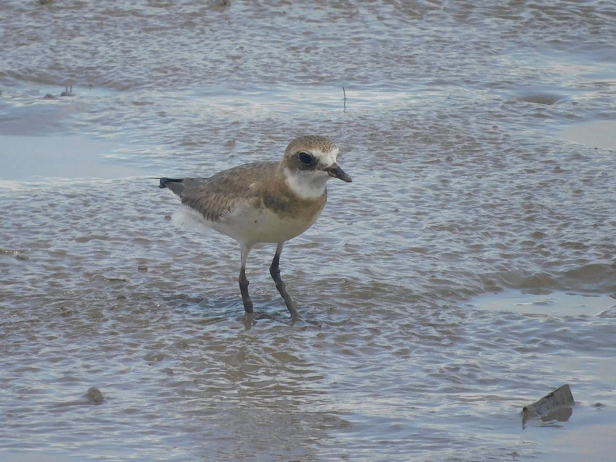 Siberian Sand-Plover - ML646286171