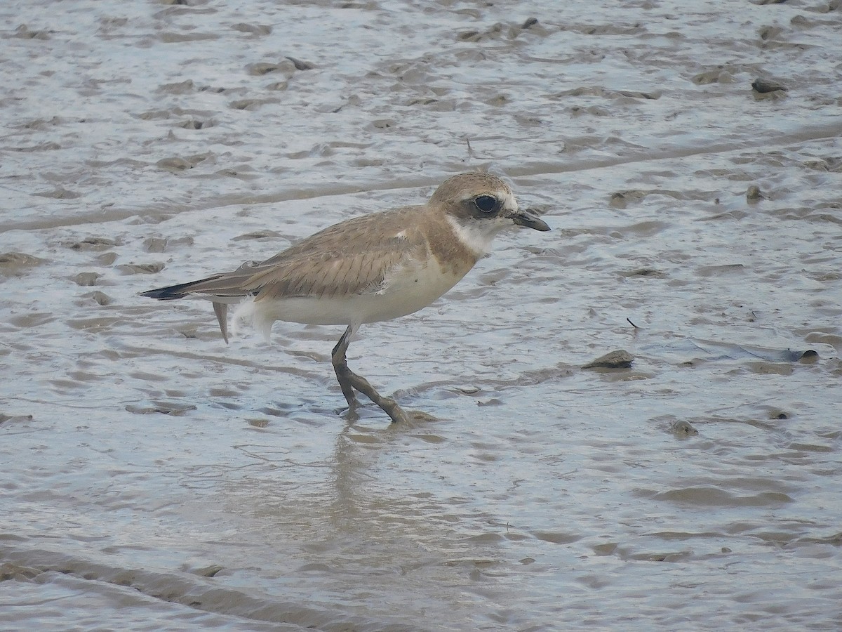 Siberian Sand-Plover - ML646286172