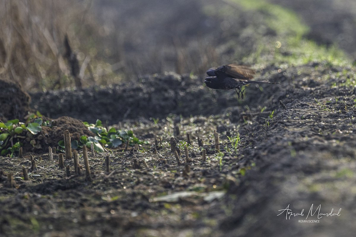 Black Drongo - ML646286173