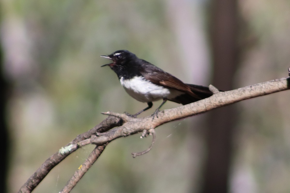 Willie-wagtail - ML646286174