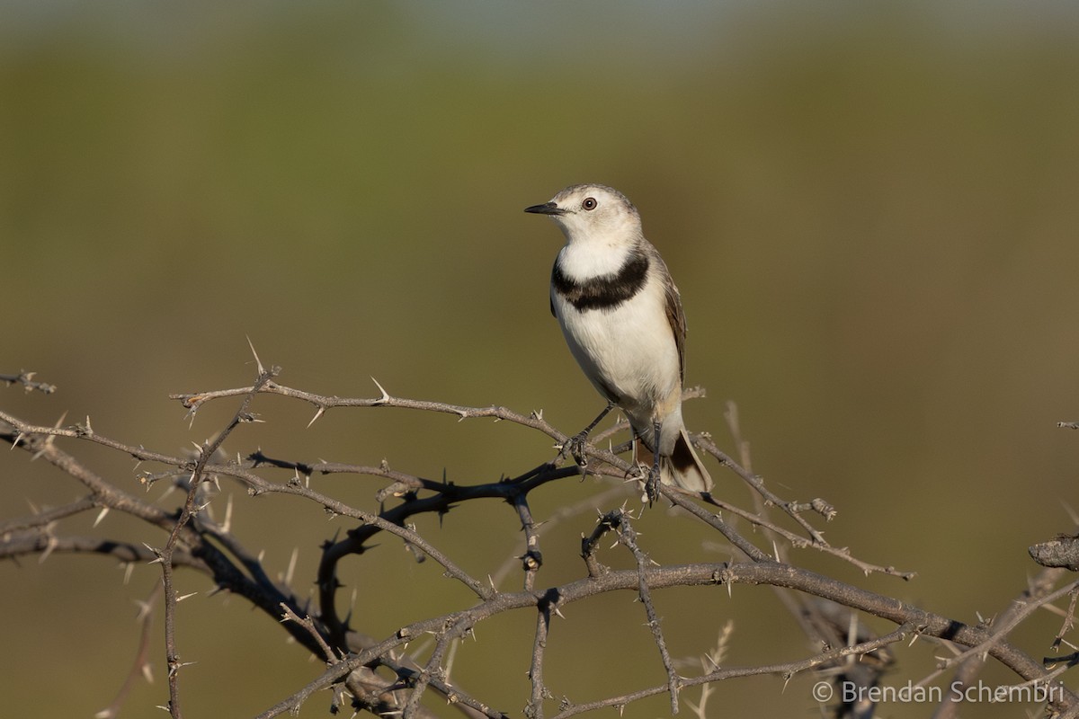 Eptianuro Pío - ML646286176