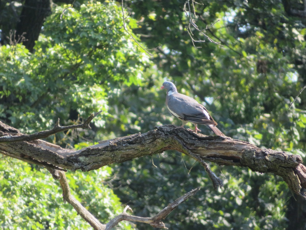 Common Wood-Pigeon - ML646286177