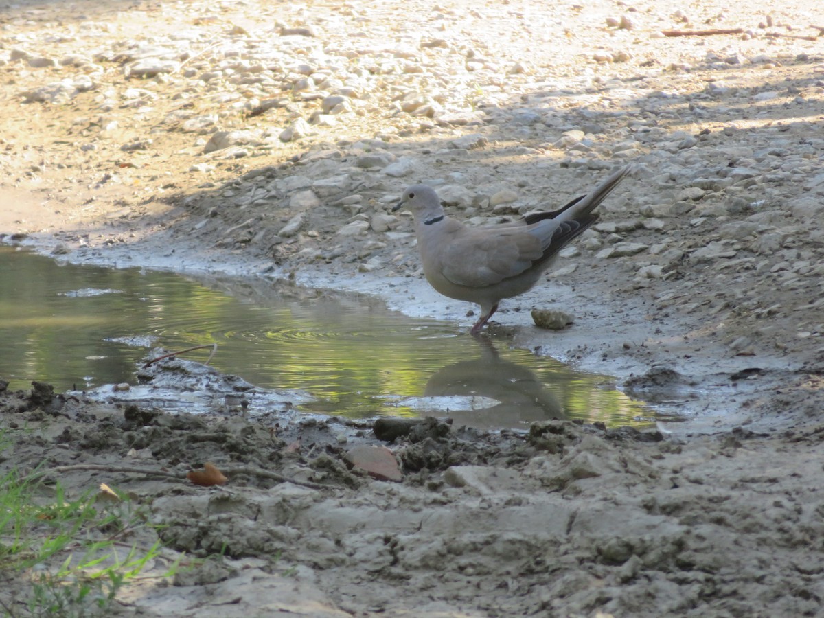 Eurasian Collared-Dove - ML646286178