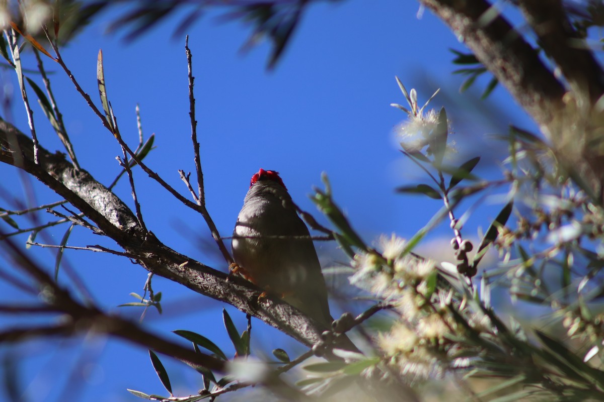 Red-browed Firetail - ML646286179