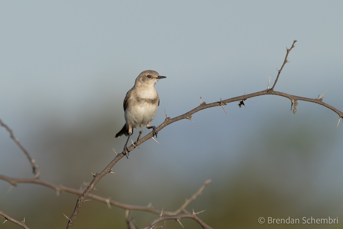 Eptianuro Pío - ML646286180