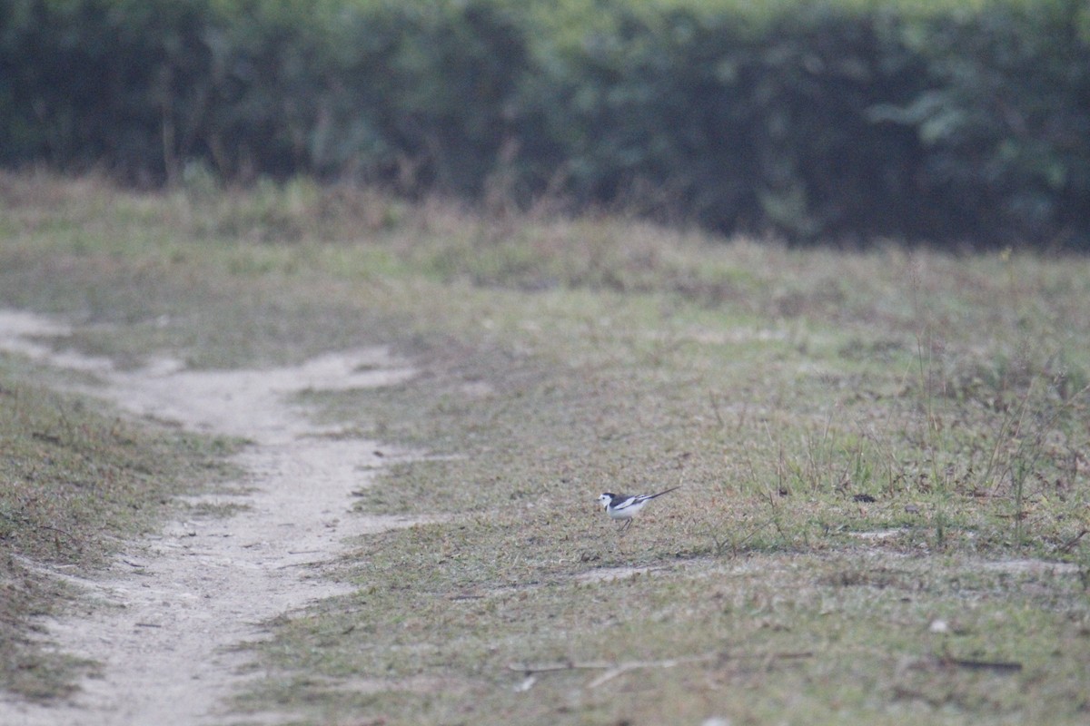 White Wagtail - ML646286181