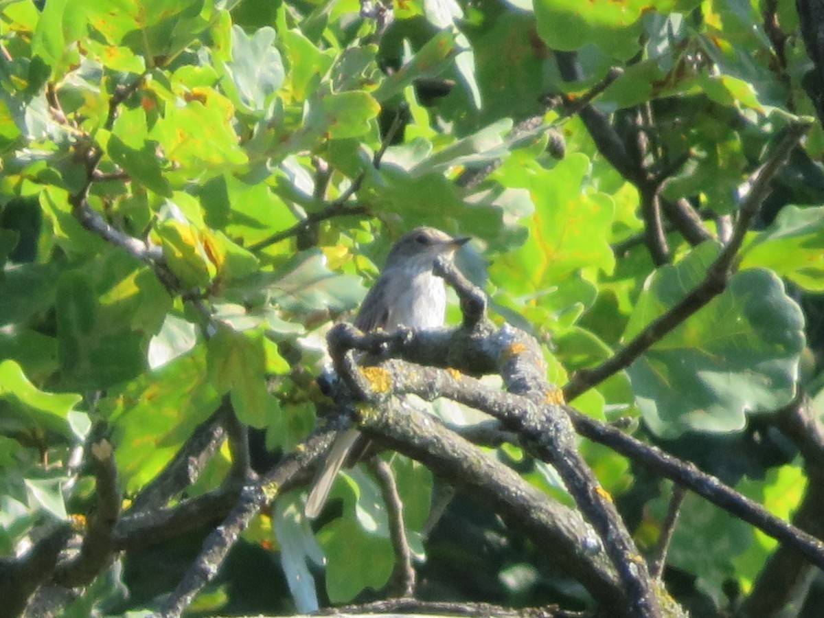 Spotted Flycatcher - ML646286182