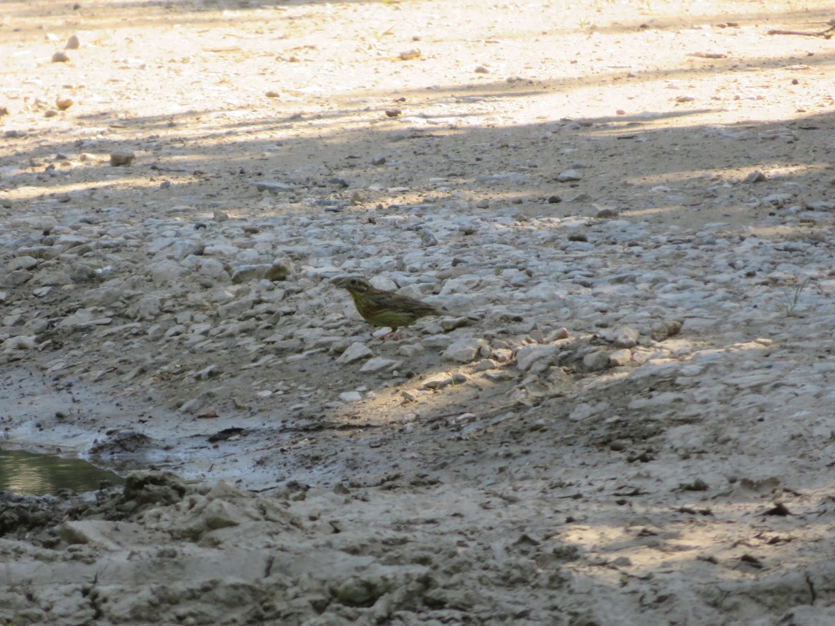 Cirl Bunting - ML646286183