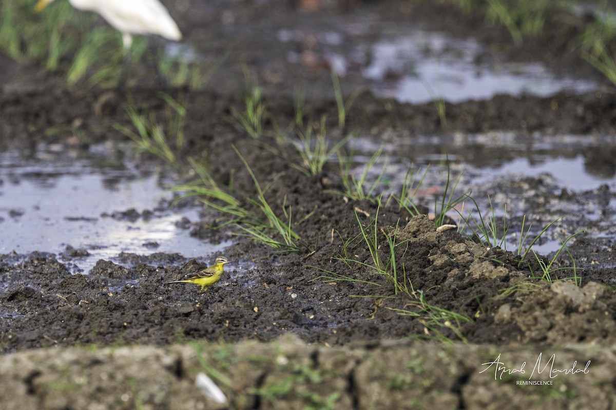 Western/Eastern Yellow Wagtail - ML646286184