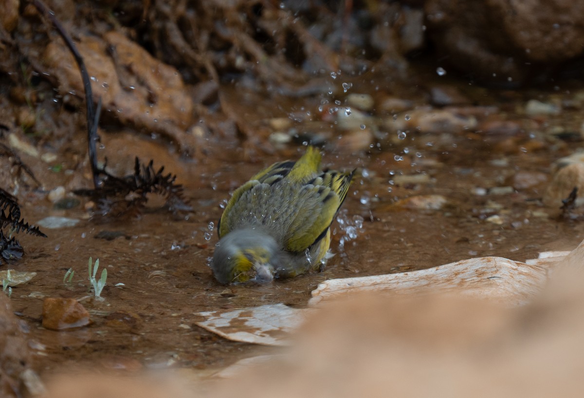 Cape Canary - ML646286186